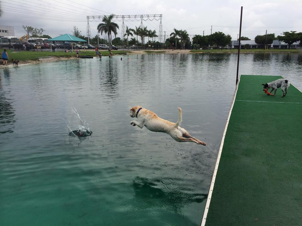 The Most Popular Dog Parks Near North Miami Beach